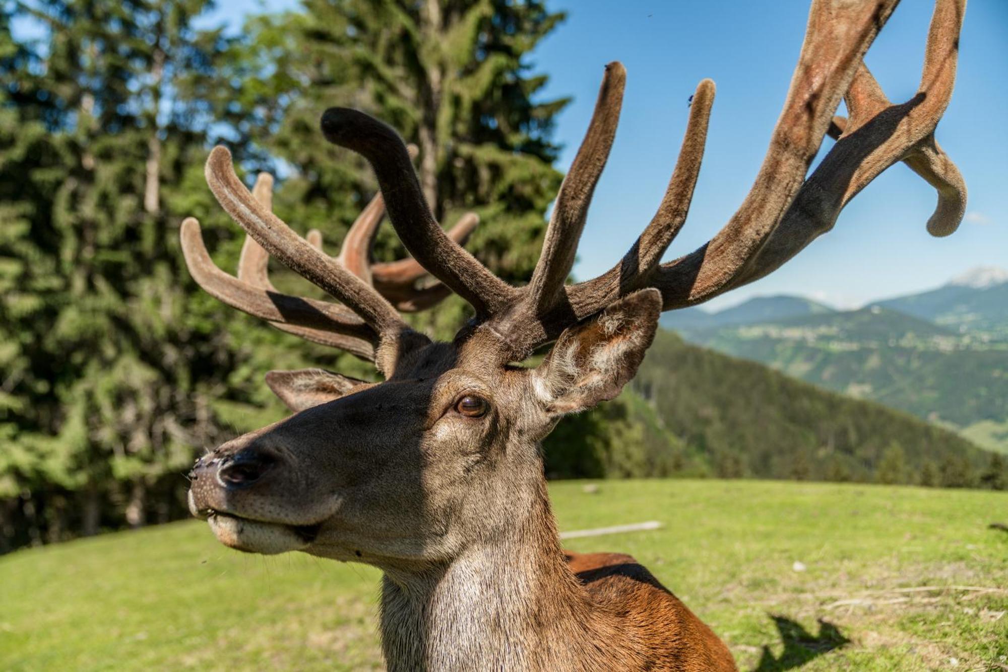 Apparthaus Taxegger Esterno foto
