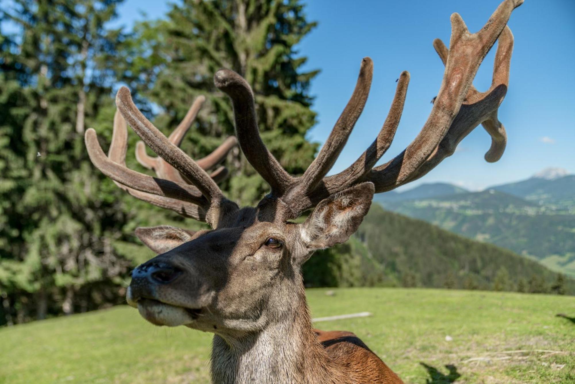 Apparthaus Taxegger Esterno foto